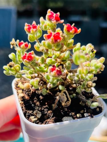 観葉植物 多肉植物 錦」の人気商品一覧 | 安い商品を通販サイトから